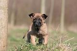 MALINOIS 1030